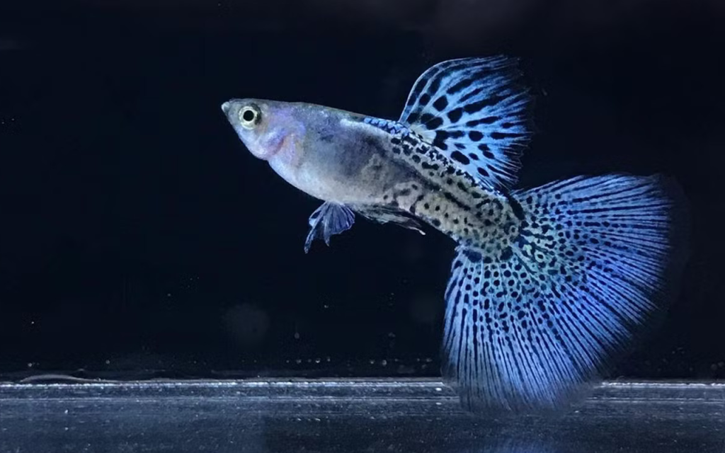 Cá bảy màu Blue Grass Guppy - Cách nuôi và chăm sóc