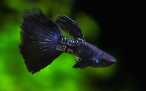 Cá bảy màu Full Black Guppy - Cách nuôi và chăm sóc