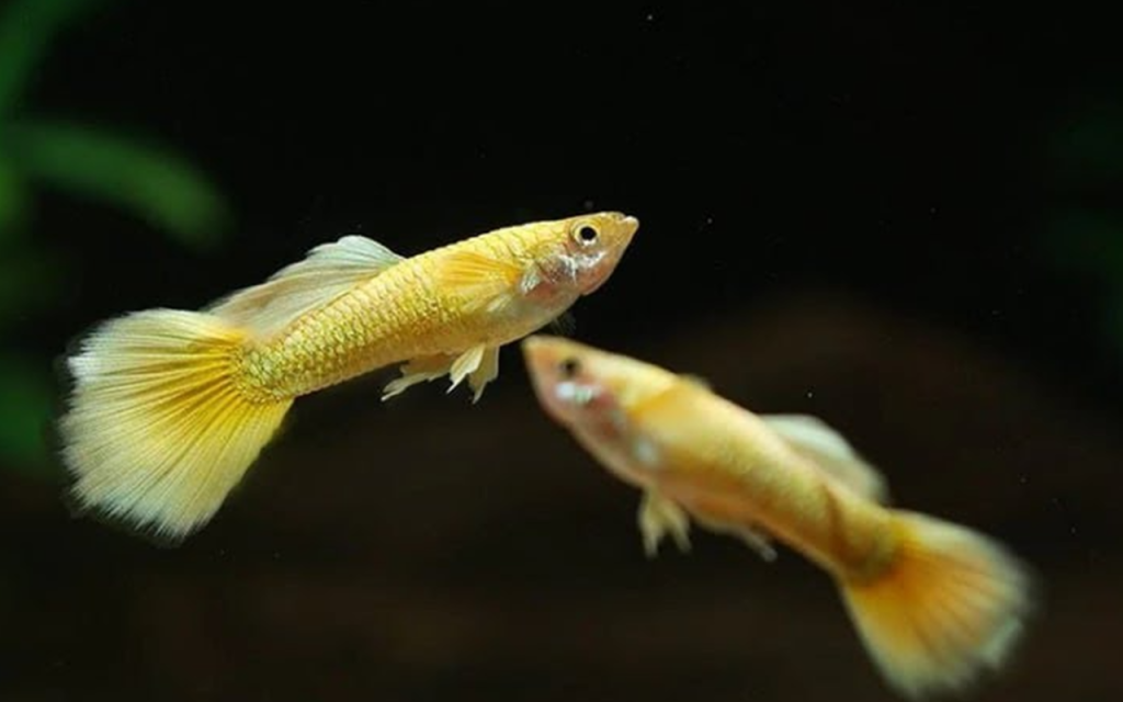 Cá Bảy Màu Full Gold Guppy - Cách nuôi & Chăm sóc