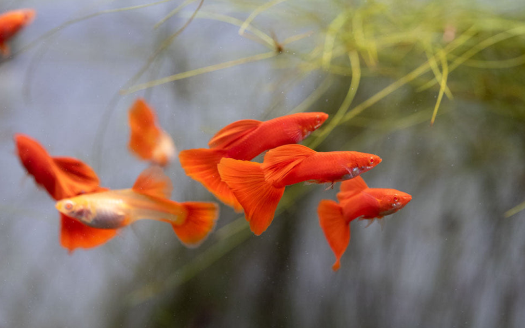 Cá bảy màu Guppy Full Red
