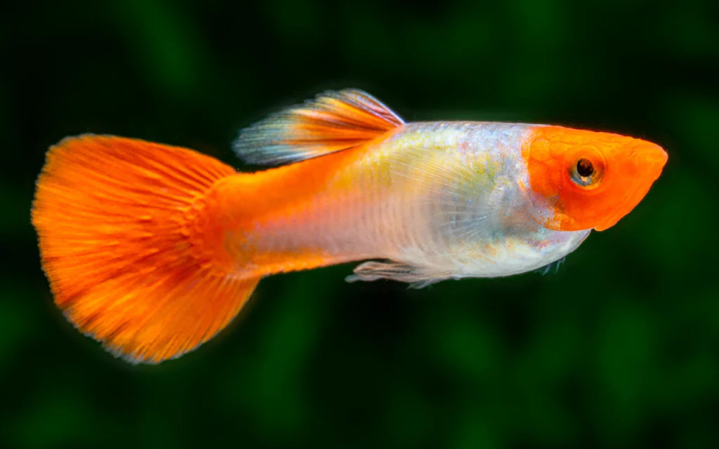 Cá Bảy Màu Guppy Koi Red - Cách nuôi & Chăm sóc