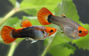 Cá Bảy Màu Koi Short Guppy - Cách nuôi và chăm sóc