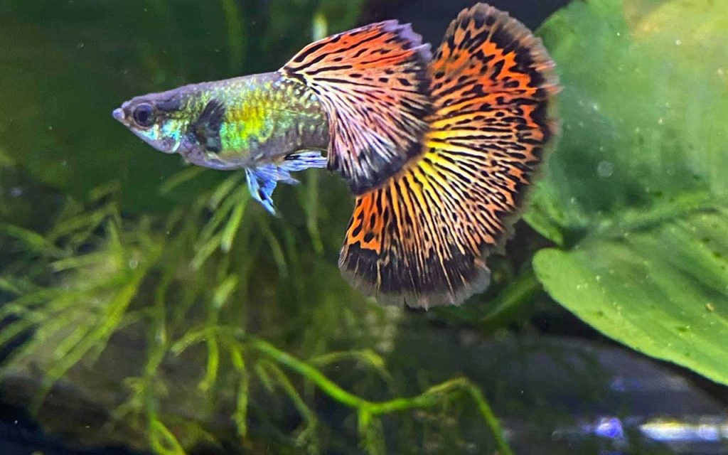 Cá bảy màu Red Dragon Guppy - Cách nuôi và chăm sóc